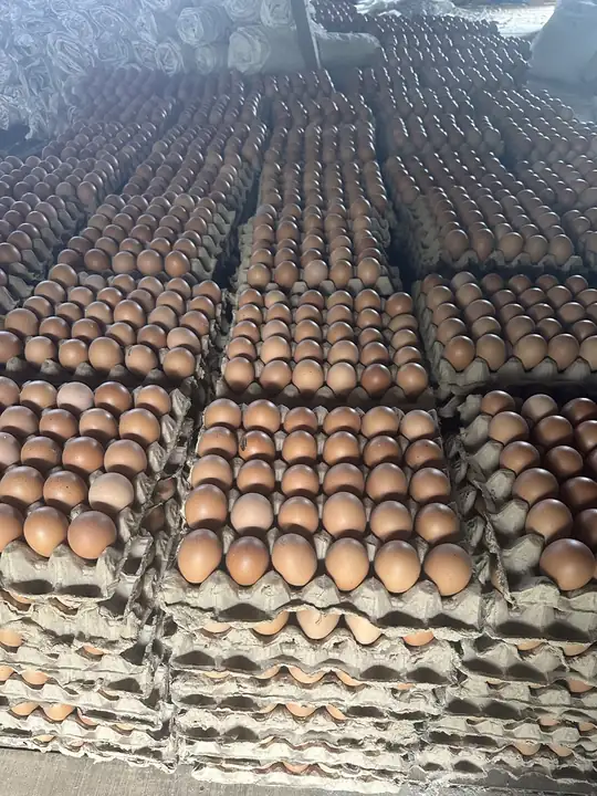 Produk dari supplier megaalbarr — Hasil Tani & Buah