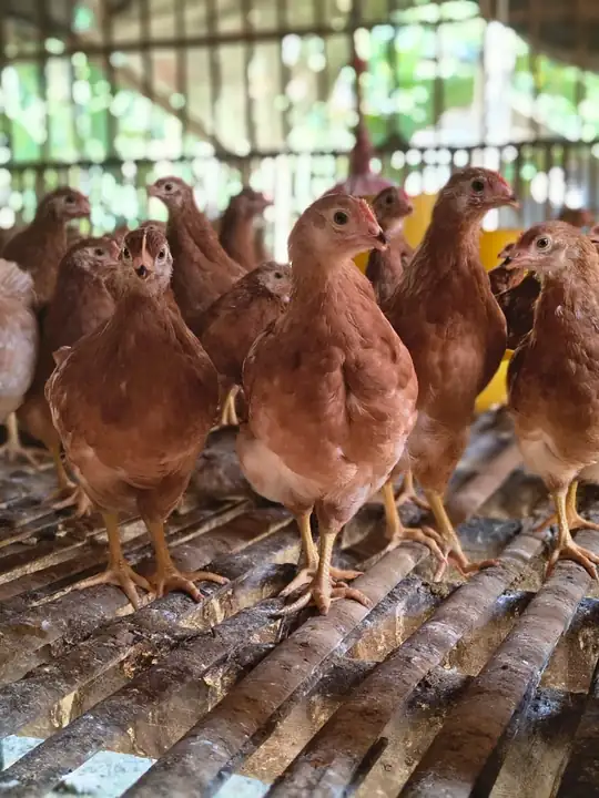 Foto produk 2 dari supplier moch.ainunnajib