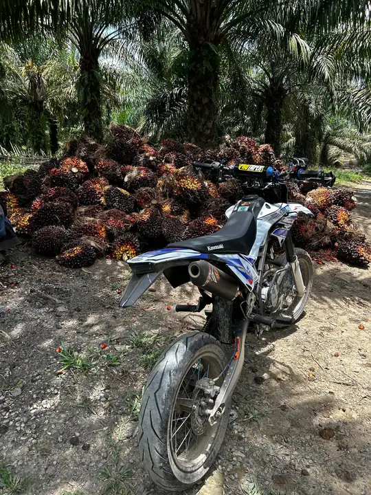 Produk dari supplier dimassirsandoo — Hasil Tani & Buah