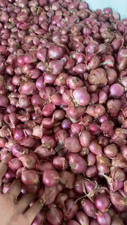 Produk dari supplier bawangmerahkrian — Hasil Tani & Buah