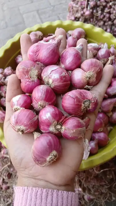 Produk dari supplier adz.agrostore — Hasil Tani & Buah