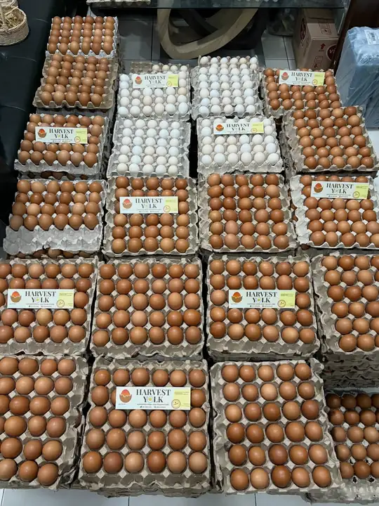 Foto produk 11 dari supplier harvestyolk