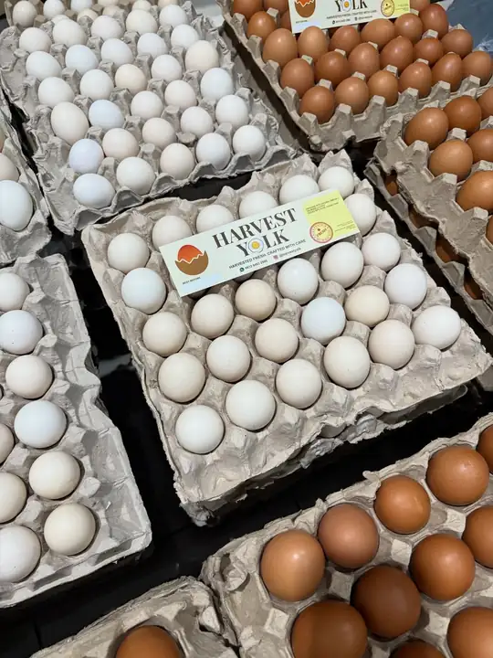 Foto produk 12 dari supplier harvestyolk
