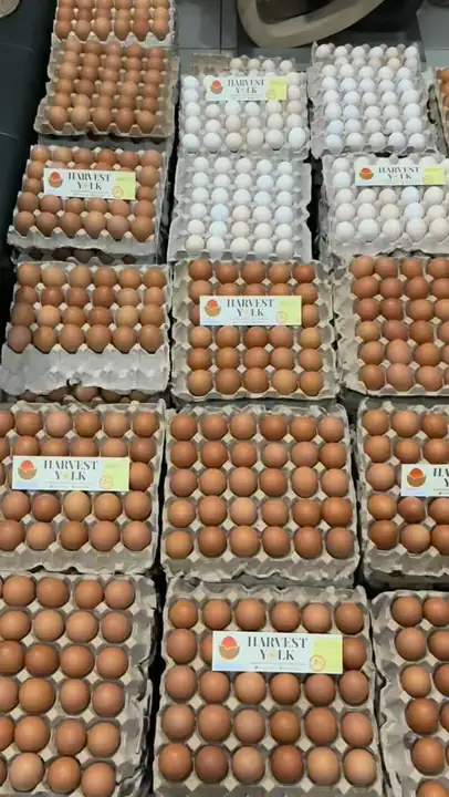 Foto produk 13 dari supplier harvestyolk