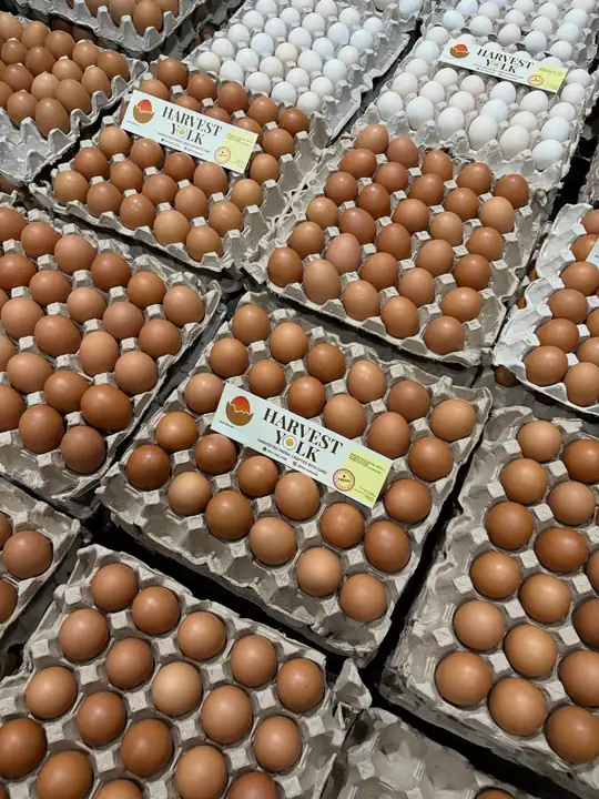 Foto produk 14 dari supplier harvestyolk