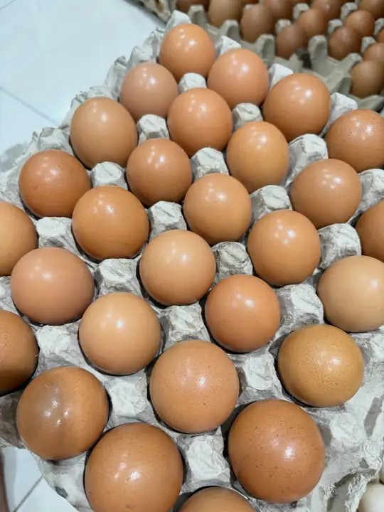 Foto produk 8 dari supplier harvestyolk