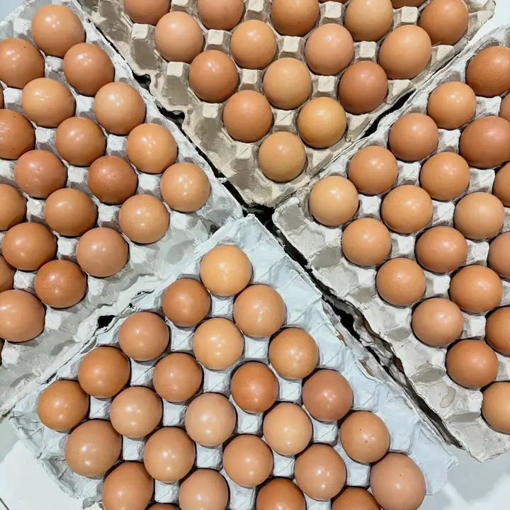 Foto produk 9 dari supplier harvestyolk