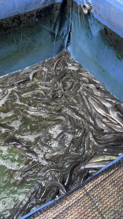 Produk dari supplier benedictusatrio — Seafood & Daging