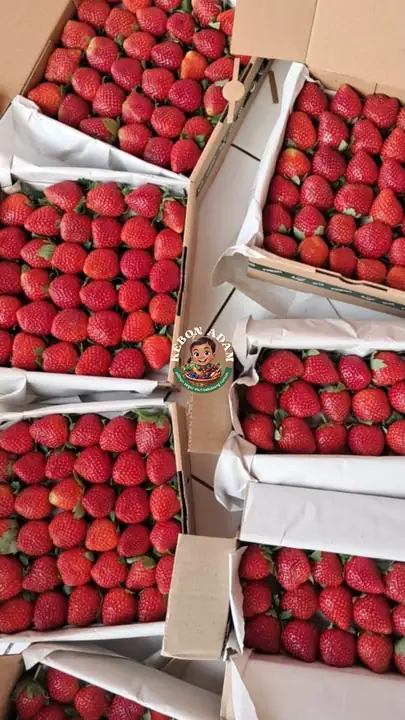 Produk dari supplier shelmazr — Hasil Tani & Buah